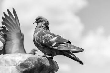 Live nature. Birds in the city.