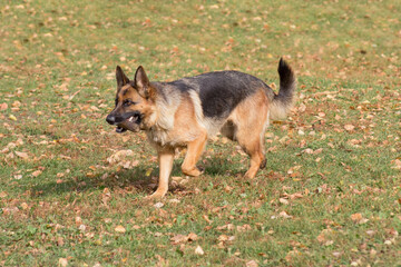 Cute german shepherd dog is running with stick in his teeth in the autumn park. Pet animals.