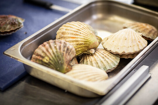 Scallops
