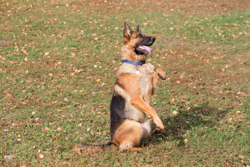 Cute german shepherd dog is standing in his hind legs the autumn park. Pet animals.
