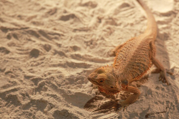 Beautiful Australian Bearded dragon (Pogona vitticeps) walks on sand. Pogona is Agamidae lizard genus endemic to Australia. Beautiful lizard with spikes of sand color. Endangered not poisonous reptile