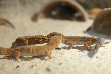 Three geckos playing in the sand with blurry background
