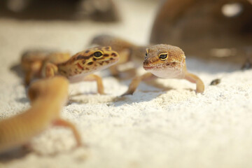 Three geckos playing in the sand with blurry background