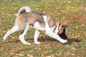 Cute american akita puppy is sniffing out traces in the autumn park. Pet animals.