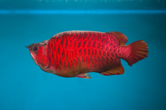 red arowana fish