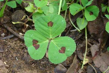 Spotted Medick (Medicago arabica)