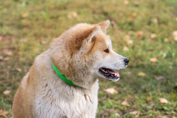 Cute akita inu puppy in the autumn park. Pet animals.