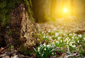 First spring flowers in the forest. Delicate white snowdrops. Soft selective focus
