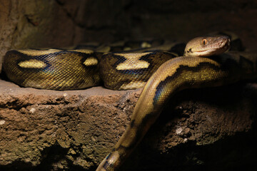 Fototapeta premium Beautiful python snake spending time on the rock