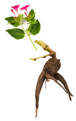 Légume ancien des Andes aux tubercules comestibles