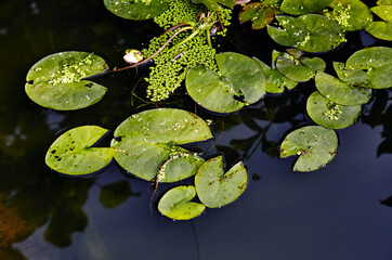 Decorative pond with green leaves in garden. Flower of a single water lily on the water surface of a pond
