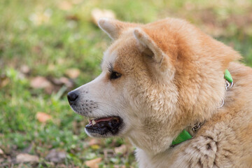 Cute akita inu puppy close up. Autumn park. Pet animals.