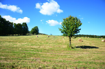Fototapeta premium Beskid Niski letnie pole drzewo. Summer mountain landscape.