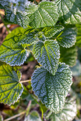 nettle leaves covered with frost