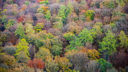 Obraz premium colorful autumn trees, full frame, background