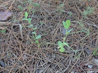 Wild Pea (Pisum sativum ssp. elatius)