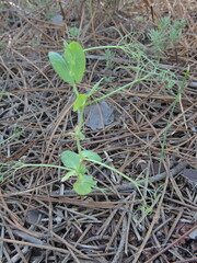 Wild Pea (Pisum sativum ssp. elatius)