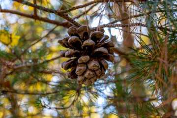 Close-up dry brown cone weighs on a branch of a coniferous tree