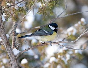Koolmees, Great Tit, Parus major