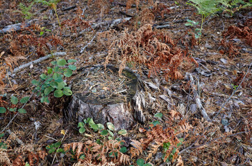 Tree stump in a bright forest. Tree stump after deforestation