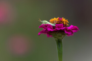 Insetto sul fiore