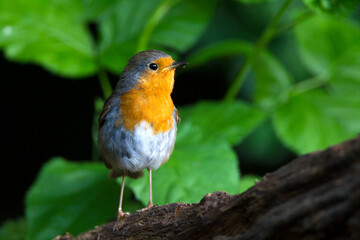 Roodborst, European Robin, Erithacus rubecula