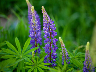 Lupinus, commonly known as lupin or lupine, is a genus of flowering plants in the legume family Fabaceae.