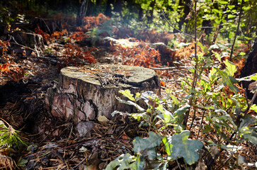 Tree stump in a bright forest. Tree stump after deforestation