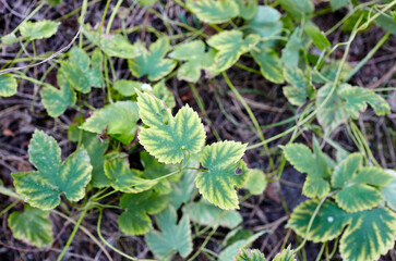 Fresh leaves of hop at undergrowth. The plant is used in brewing