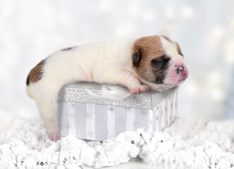 Small newborn English bulldog puppy sleeping on a gift box