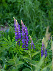 Lupinus, commonly known as lupin or lupine, is a genus of flowering plants in the legume family Fabaceae.