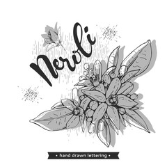 Bitter orange flowers, buds, fruits with lettering . Detailed hand-drawn sketches, vector botanical illustration.