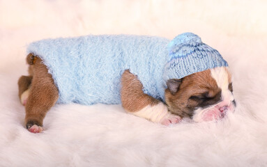 Cute newborn English bulldog puppy sleeping on a fur carpet