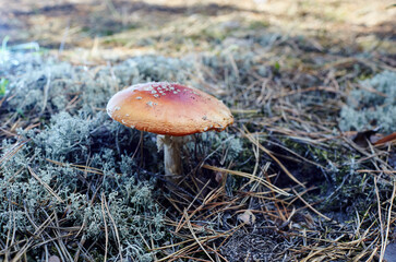 Toxic and hallucinogen mushroom Fly Agaric in needles and leaves on autumn forest background. Amanita Muscaria, poisonous mushroom. Selective focus, blurred background