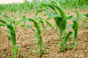 Corn field with young stems, Novi Sad, Serbia 