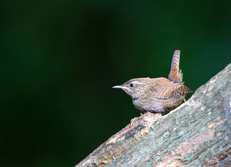 Fototapeta premium Winterkoning, Winter Wren; Troglodytes troglodytes