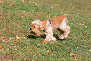 Cute cavalier king charles spaniel puppy is running in the autumn park. Pet animals.