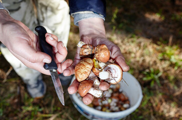 Picking wild mushrooms in autumn forest. Mushrooming and finding the gourmet mushrooms
