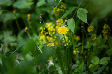 Dandelions surrounded by greenery.