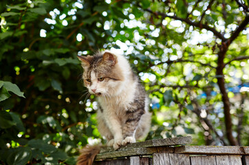 Naklejka na ściany i meble Gray and white cat sitting on the fence. Funny facial expression. Selective focus, blurred background