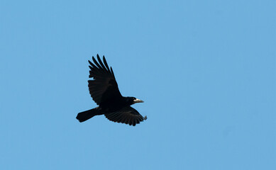 Rook, Corvus frugilegus
