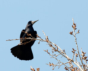 Rook, Corvus frugilegus