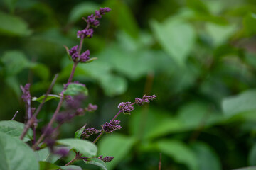 Callicarpa is a genus of shrubs and small trees in the family Lamiaceae.