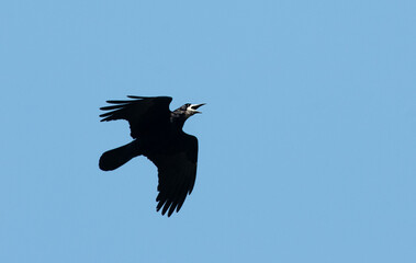 Rook, Corvus frugilegus