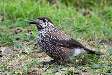 Spotted Nutcracker, Nucifraga caryocatactes