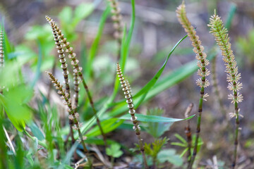 Equisetum pratense, commonly known as meadow horsetail, shade horsetail or shady horsetail, is a widespread horsetail fern. Shade horsetail can be commonly found closer around streams, ponds and river