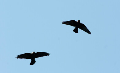 Western Jackdaw, Coloeus monedula