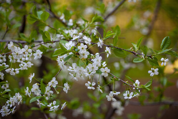 Prunus pensylvanica, also known as bird cherry, fire cherry, pin cherry, and red cherry, is a North...
