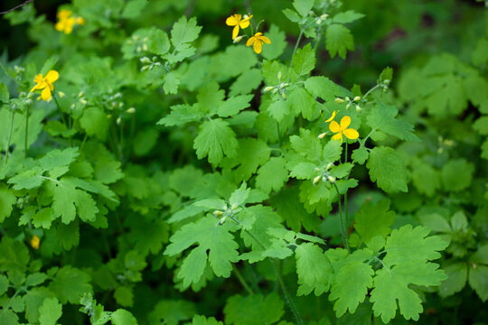 Chelidonium majus, commonly known as greater celandine, is a perennial herbaceous plant in the poppy family. It is one of two species in the genus Chelidonium. 