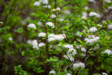 Spiraea chamaedryfolia, common name germander meadowsweet or elm-leaved spirea, is a species of plant belonging to the family Rosaceae.